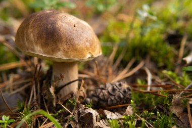Boletus pinophilus commonly known as the pine bolete or pinewood king bolete growing in the forest