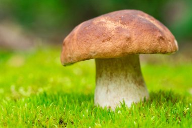Beautiful boletus edulis mushroom in amazing green moss. Background of old magic forest mushrooms. White mushroom on a sunny day.