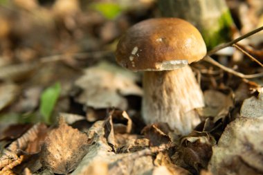 Boletus pinophilus commonly known as the pine bolete or pinewood king bolete growing in the forest
