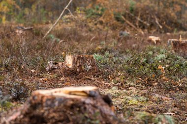 Deforestation, deforestation. Illegal logging. The concept of ecology, environment, global warming.