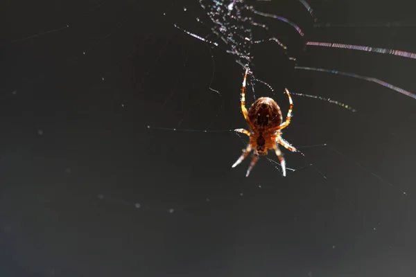 Blurred Silhouette Spider Web Blurred Natural Green Background Selective Focus — Stockfoto