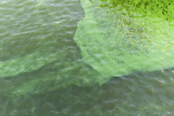 Agua Verde Floreciente Algas Verdes Contaminadas Río — Foto de Stock