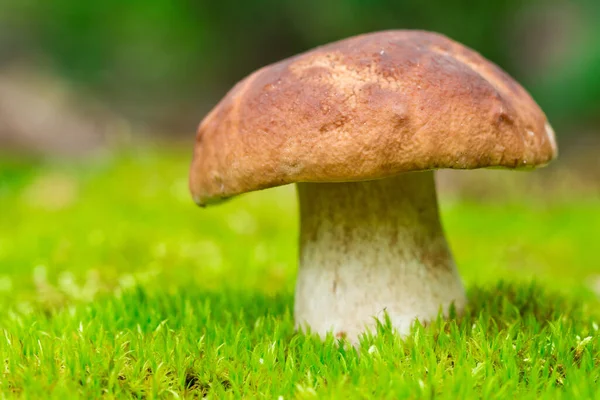 Beautiful Boletus Edulis Mushroom Amazing Green Moss Background Old Magic — Stockfoto