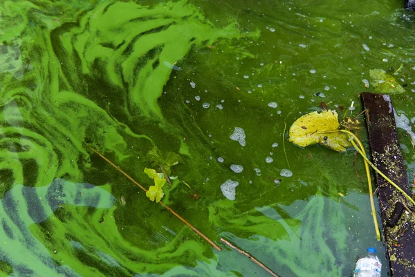 Contaminación Del Agua Por Florecimiento Algas Azul Verdes Las Cianobacterias — Foto de Stock