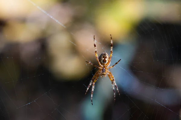 Close Macro Shot European Cruciform Garden Spider Araneus Diadematus Sitting — Stock Photo, Image