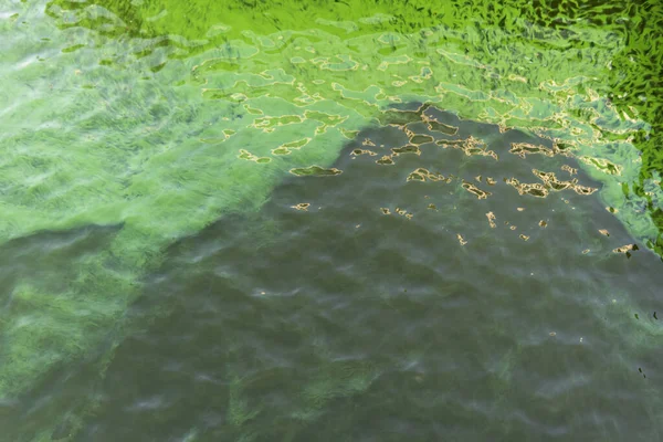 Agua Verde Floreciente Algas Verdes Contaminadas Río — Foto de Stock