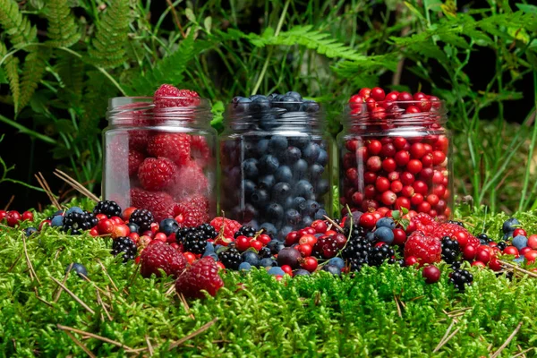 Assorted Berries Fresh Mix Colorful Arrangement Forest — 스톡 사진