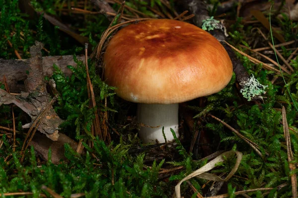 Edible Mushroom Russula Vinosa Moss Wet Spruce Forest Mushroom Yellow — стоковое фото
