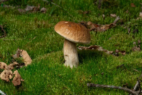 Boletus Edulis Een Eetbare Paddenstoel Pporcini Mos Bos Gezonde Fijne — Stockfoto