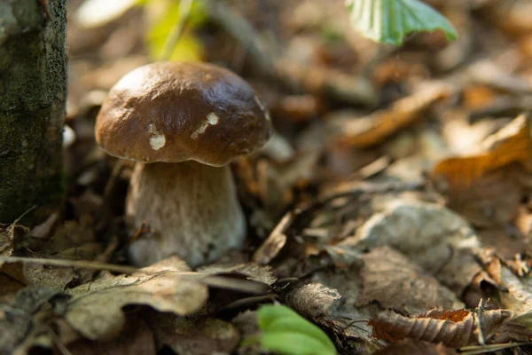 Penny bun fungus Boletus edulis growing in the forest.