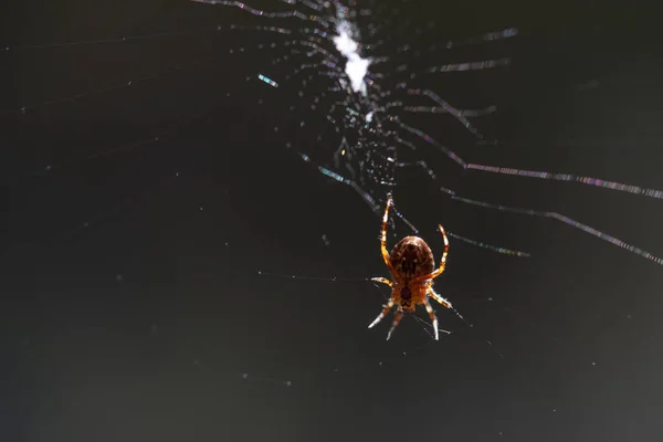 Blurred Silhouette Spider Web Blurred Natural Green Background Selective Focus — Stok fotoğraf