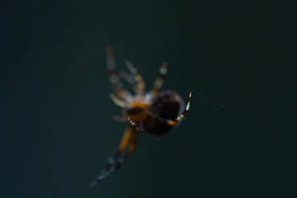 Blurred Silhouette Spider Web Blurred Natural Green Background Selective Focus — 图库照片