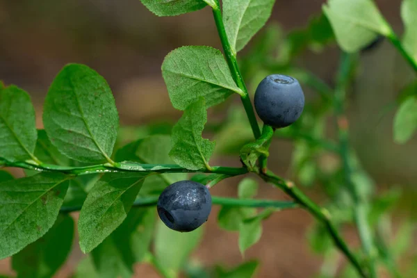 wild bush of blueberry with fruits in sunny forest during summer