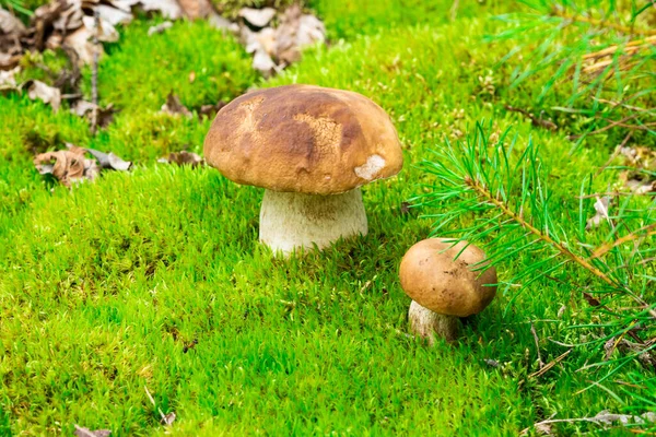 Boletus Edulis Een Eetbare Paddenstoel Pporcini Mos Bos Gezonde Fijne — Stockfoto