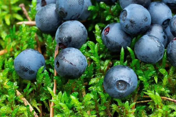 wild bush of blueberry with fruits in sunny forest during summer