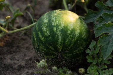 Photo of a striped watermelon in the garden. close-up.