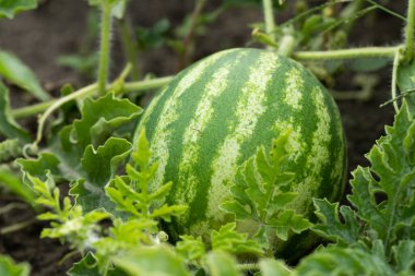 Watermelon on the green watermelon plantation in the summer. Agricultural watermelon field.