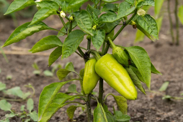 Green bell peppers in the garden release toxins