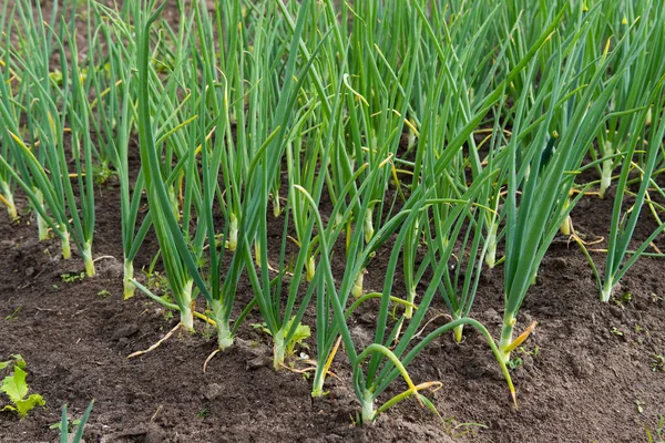 Onion sprouts in early spring at the kitchen garden