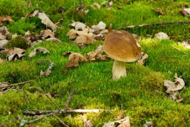 Mushrooms cut in the forest. Mushroom boletus edilus. Popular white mushrooms Boletus in the forest.