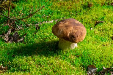 Beautiful boletus edulis mushroom in amazing green moss. Background of old magic forest mushrooms. White mushroom on a sunny day.