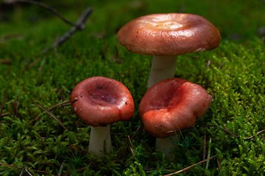 Russula xerampelina, olarak da bilinen Yengeç brittlegill veya karides ormanda mantar.