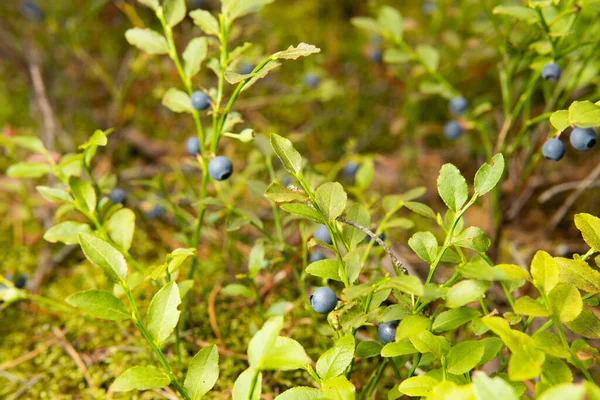 Wild Bush Blueberry Fruits Sunny Forest Summer — Stock Photo, Image