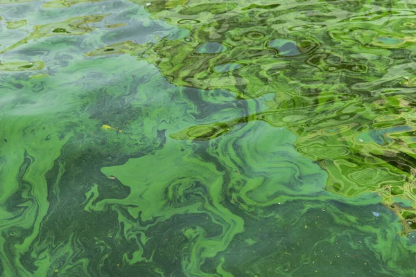 청록색 해조류 Cyanobacteria 피움으로써 발생하는 오염은 문제이다 해조류의 자연에 생태학적 — 스톡 사진