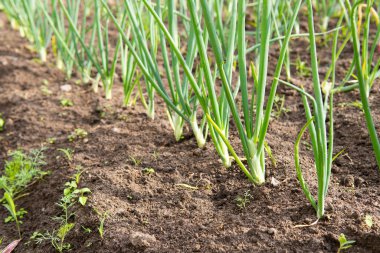 Baharın başında, mutfak bahçesinde soğan filizleniyor.