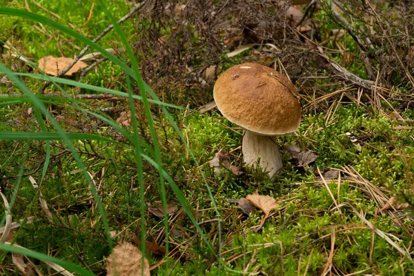 Mushrooms Cut Forest Mushroom Boletus Edilus Popular White Mushrooms Boletus — Foto Stock