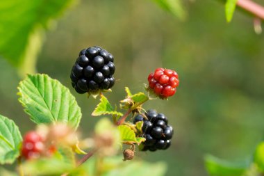 Delicious blackberries on a green branch in the forrest. High quality photo. Selective focus