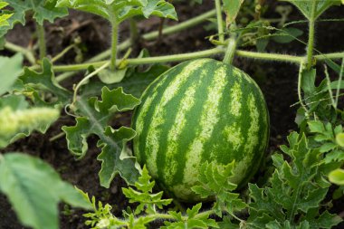 Watermelon on the green watermelon plantation in the summer. Agricultural watermelon field.