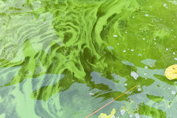 Забруднення Води Рахунок Цвітіння Блакитно Зелених Водоростей Cyanobacteria Світовою Екологічною — стокове фото