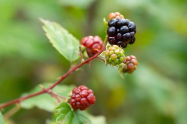 Delicious blackberries on a green branch in the forrest. High quality photo. Selective focus