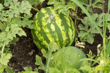 Watermelon is growing in the garden,Sweet fruit