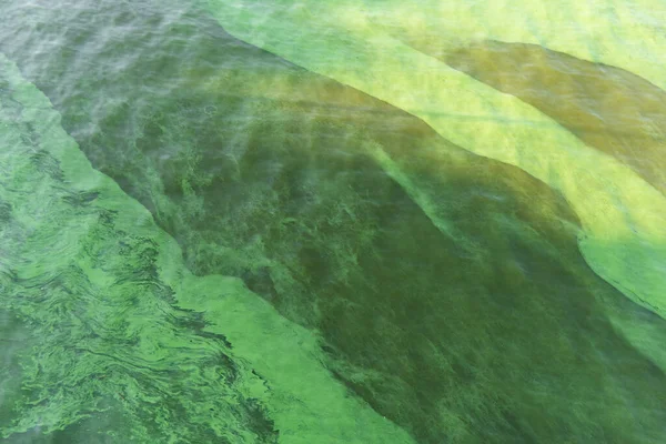 Green Water Pond Bubble Formed Green Algae — Foto de Stock