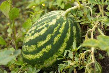 Watermelon is growing in the garden,Sweet fruit