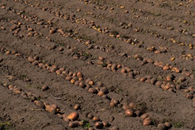 Tarlalarda organik patates hasadı