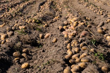 Tarlalarda organik patates hasadı