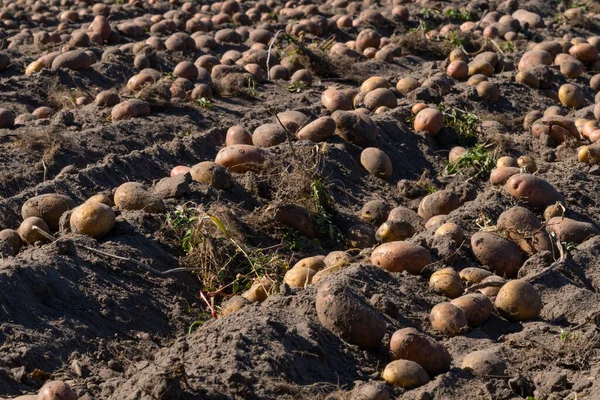 Збирання Органічної Картоплі Полях — стокове фото