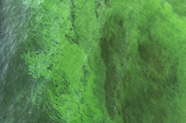 Green water in the pond with bubble formed by green algae
