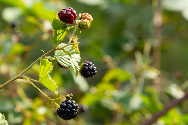 Delicious Blackberries Green Branch Forrest High Quality Photo Selective Focus — Zdjęcie stockowe