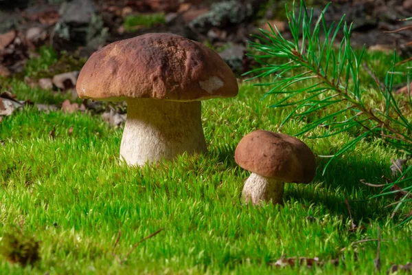 Boletus Edulis Съедобный Гриб Поросенок Лесу Здоровое Деликатное Питание — стоковое фото