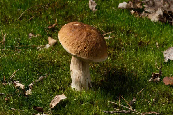 Boletus Edulis English Cep Penny Bun Porcino King Bolete Usually — Foto Stock