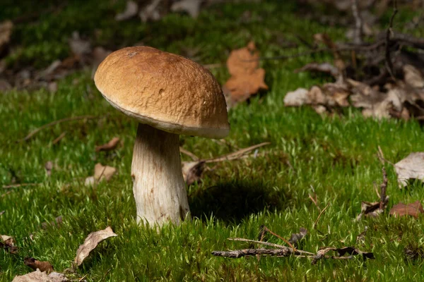 Boletus Edulis English Cep Penny Bun Porcino King Bolete Usually — стоковое фото