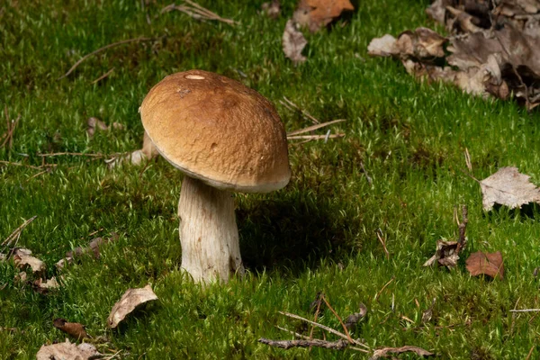 Mushrooms Cut Forest Mushroom Boletus Edilus Popular White Mushrooms Boletus — Foto Stock