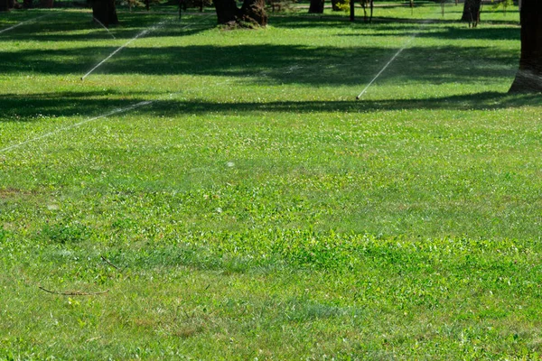 Ogrodowe Nawadnianie Trawnika Automatyczny Zraszacz Trawnika Podlewający Zieloną Trawę Skupienie — Zdjęcie stockowe