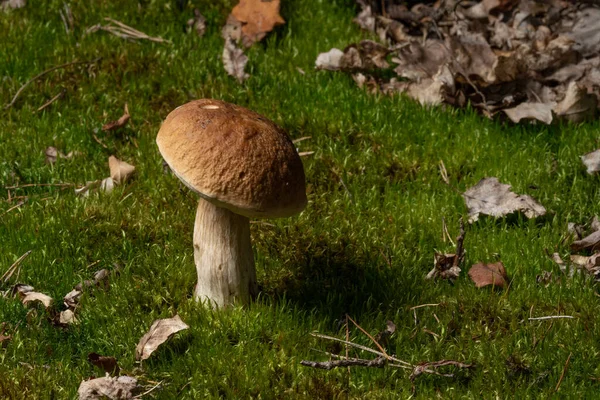 Mushrooms Cut Forest Mushroom Boletus Edilus Popular White Mushrooms Boletus — Foto Stock