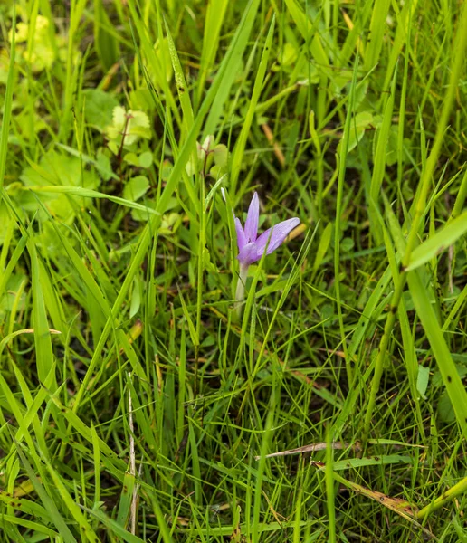 Flowering Crocus Vernus Plant Meadow Bellow Kanur Hill Bile Karpaty — Stock Photo, Image