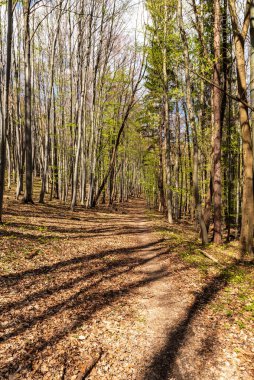 Czech 'teki Bile Karpaty dağlarında ilkbahar aylarında yürüyüş yolu - Slovakya sınırları